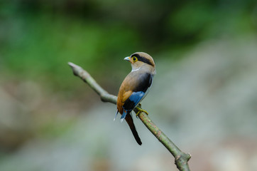 colorful bird Silver-breasted broadbil