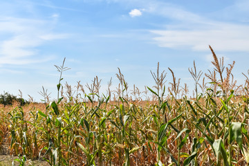 View of dry corn that was destroyed by the drought.