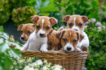 Fünf Jack Russell Welpen sitzen  in einem Korb im Garten voller Blumen - 281610925