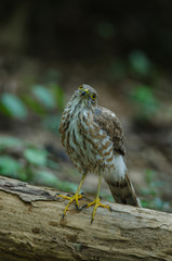 Besra Sparrowhawk (Accipiter virgatus fuscipectus)