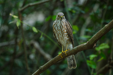 Besra Sparrowhawk (Accipiter virgatus fuscipectus)