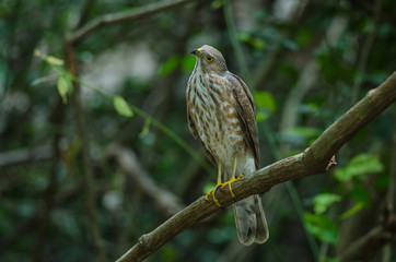 Besra Sparrowhawk (Accipiter virgatus fuscipectus)