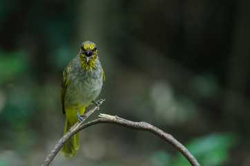 Stripe-throated Bulbul on a branch