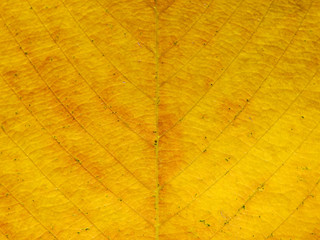 Naklejka na ściany i meble yellow autumn leaf texture