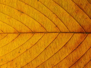 Autumn yellow leaf texture