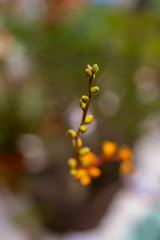 small orange flowers on a succulent plant
