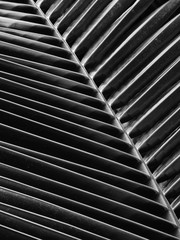 black and white palm leaf