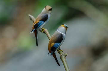 colorful bird Silver-breasted broadbil