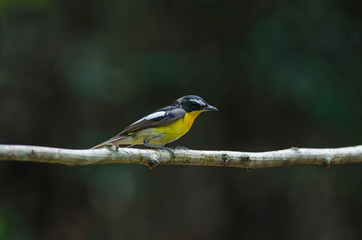 Fototapeta premium Male Yellow-rumped flycatcher (Ficedula zanthopygia)