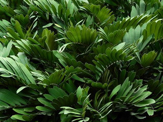 Fototapeta premium green palm leaf (Zamia furfuracea L.f.) ,cardboard palm