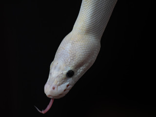 Blue Eyed Leucistic White Ball Python