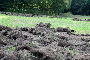 Wildschweinschaden in einer Wiese