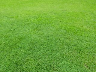 green grass lawn texture