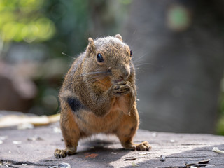 Naklejka na ściany i meble Plantain Squirrel (Callosciurus notatus) foraging for food