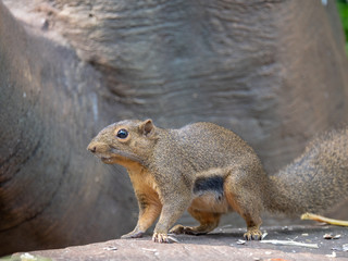 Plantain Squirrel (Callosciurus notatus) foraging for food