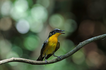 Male Yellow-rumped flycatcher (Ficedula zanthopygia)