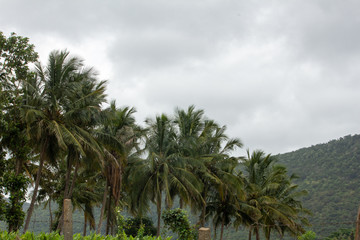 Fototapeta na wymiar An array of coconut trees, Hasanur, Tamil Nadu, India