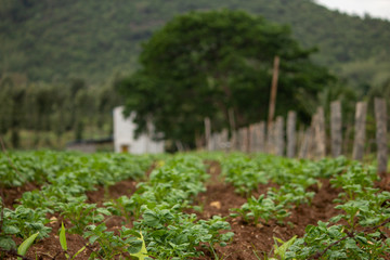 Fototapeta na wymiar Farming along the mountain range in Hasanur, Tamil Nadu, India