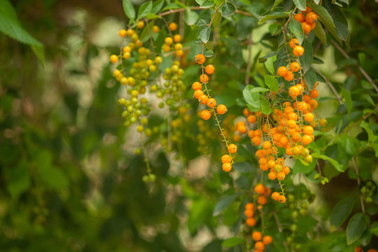 Green leaves with orange fruit, Hasanur, Tamil Nadu, India