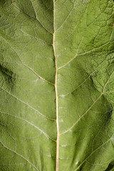 Photo green leaf close-up.