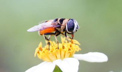 Naklejka premium macro