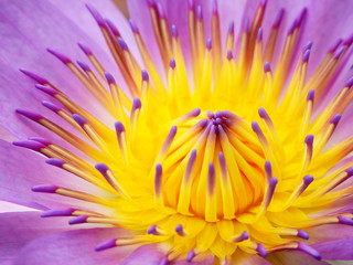 Obraz premium pollen of purple lotus closeup