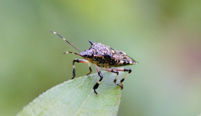 macroinsect, macro, nature, fly, bug, leaf, green, animal, wildlife, closeup, close-up, insects, pest, plant, summer, beetle, detail, grass, red, wild, antenna, yellow, grasshopper, black, garden