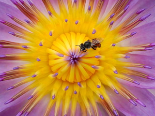 bee on pollen of purple lotus