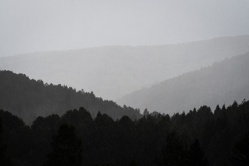 An almost monochromatic, multi-layered view of the mountain forest in the heavy rain.