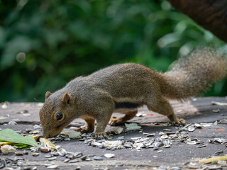 Plantain Squirrel (Callosciurus notatus) foraging for food