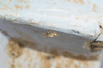 close up of salticus scenicus jumping spider with a house fly