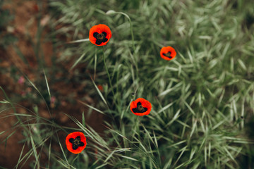 single poppy flowers that wildly grow in a wild field among the green grass as a symbol of the fallen warriors during the Second World War