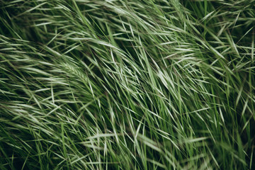 Close picture of the green grass that came along and leaned from a strong wind before a thunderstorm