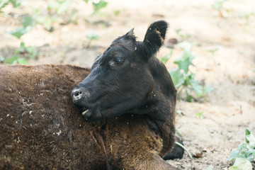 Abuse of animals in agriculture. A cow in a pasture bites itself. Calf with rolled up wool and fleas