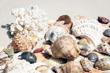 Seashells, sea stars, coral and stones on the sand, summer beach background travel concept with copy space for text.