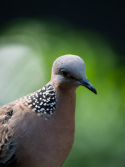 Spotted Necked Dove in Singapore
