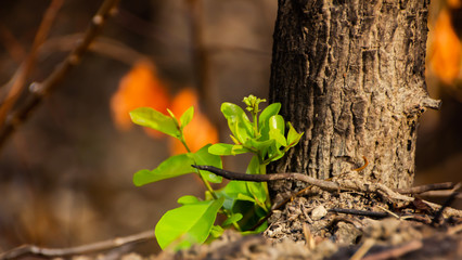 The tree is regenerated, even though the old tree is dying. Means starting again .