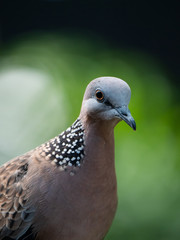 Spotted Necked Dove in Singapore