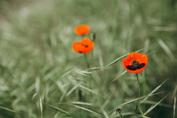 single poppy flowers that wildly grow in a wild field among the green grass as a symbol of the fallen warriors during the Second World War
