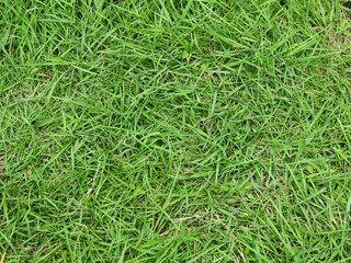 green grass lawn texture