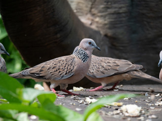 Spotted Necked Dove in Singapore