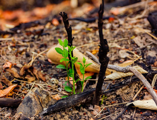 The tree is regenerated, even though the old tree is dying. Means starting again .