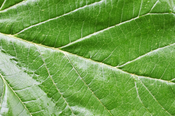 Obraz premium closeup of green leaf