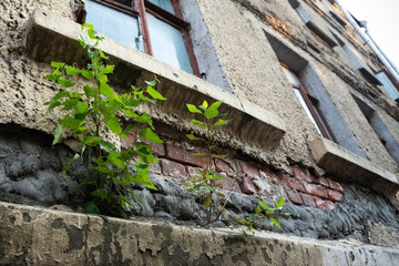 A tree grows from an old broken wall in the city. Wild nature. Ecological problems.