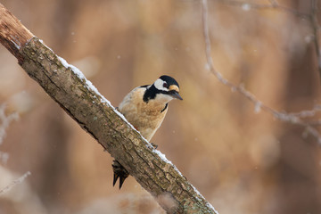 Bird - Great spotted woodpecker sitting on a branch covered with lichen in the winter forest on a blurry background.