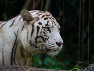 White Siberian Tiger in Captivity