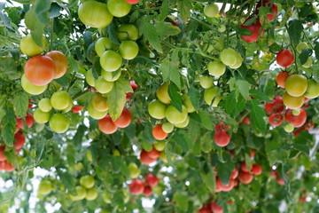 多くの色鮮やかなトマトの果実が実る