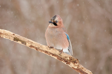 Bird - Eurasian jay sits on a dry branch in the winter forest on a background of falling snow.