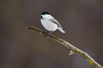 Bird - Willow tit sitting on a branch covered with lichen in the winter forest on a blurry background.