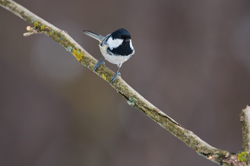 Bird - Coal tit sitting on a branch covered with lichen in the winter forest on a blurry background.